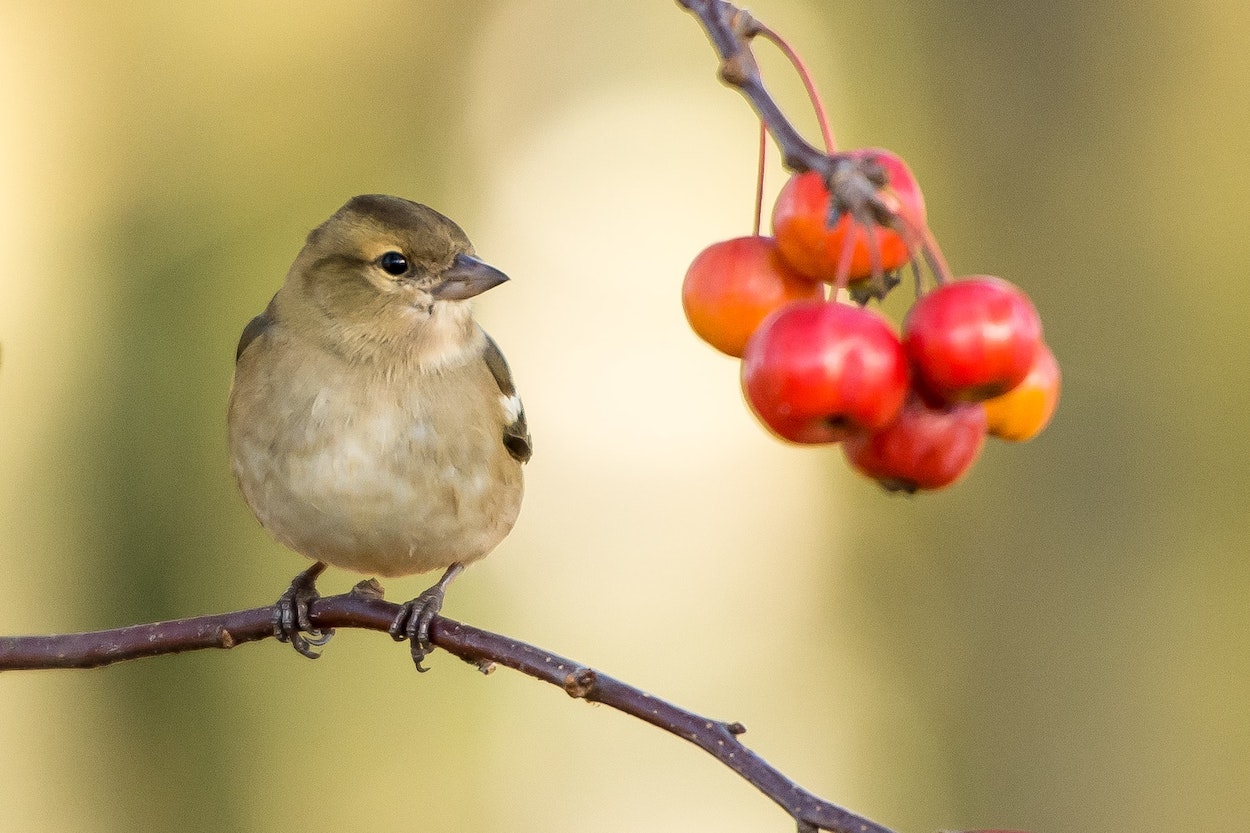 A bird; The early bird gets the job done.